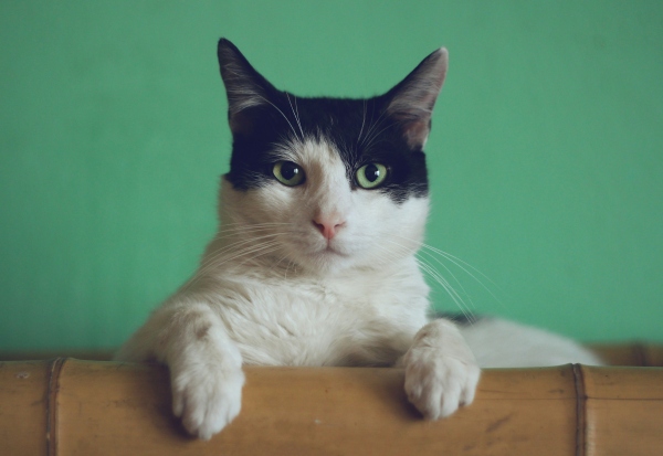Meowsalot
